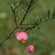 Euonymus nanus