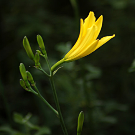 Hemerocallis altissima