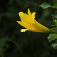 Hemerocallis altissima