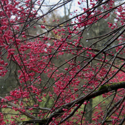 Euonymus hamiltonianus ssp. sieboldianus