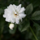 Rosa arvensis 'Plena'