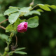 Rosa majalis