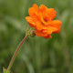 Geum 'Prinses Juliana'