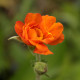 Geum 'Prinses Juliana'