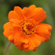 Geum 'Prinses Juliana'