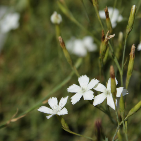 Dianthus deltoides 'Albiflorus'