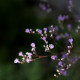 Limonium latifolium