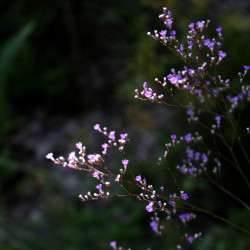 Limonium latifolium