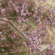 Limonium latifolium