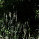 Bromus ramosus