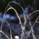 Bromus ramosus