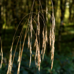 Bromus ramosus