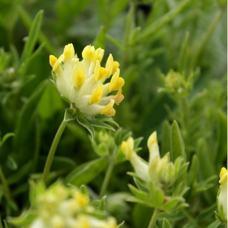 Anthyllis vulneraria