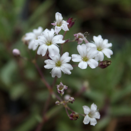 Gypsophila repens