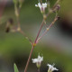 Gypsophila repens