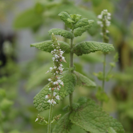 Mentha suaveolens