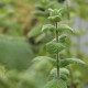 Mentha suaveolens