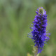 Veronica spicata