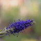 Veronica spicata