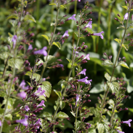 Clinopodium nepeta subsp. sylvaticum