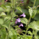 Clinopodium nepeta subsp. sylvaticum