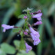 Clinopodium nepeta subsp. sylvaticum