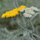 Achillea clypeolata