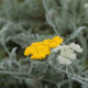 Achillea clypeolata