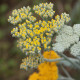 Achillea clypeolata