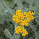 Achillea clypeolata