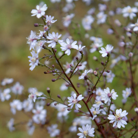 Aster cordifolius 'Blütenregen' *