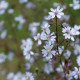 Aster cordifolius 'Blütenregen' *