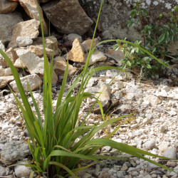 Festuca drymeja