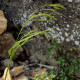 Festuca drymeja