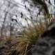 Sesleria caerulea 2