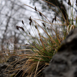 Sesleria caerulea 2