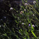 Succisella inflexa 'Frosted Pearls'