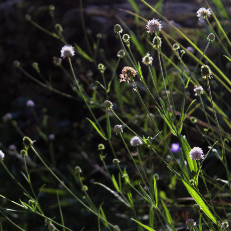 Succisella inflexa 'Frosted Pearls'
