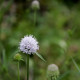 Succisella inflexa 'Frosted Pearls'