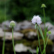 Succisella inflexa 'Frosted Pearls'