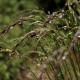 Festuca amethystina 'Aprilgrün'