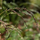 Festuca amethystina 'Aprilgrün'