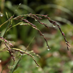 Festuca amethystina 'Aprilgrün'