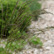 Festuca amethystina 'Aprilgrün'