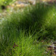 Festuca gautieri