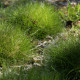 Festuca gautieri