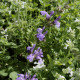 Salvia officinalis subsp. lavandulifolia