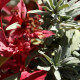 Salvia officinalis subsp. lavandulifolia
