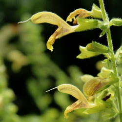 Salvia glutinosa