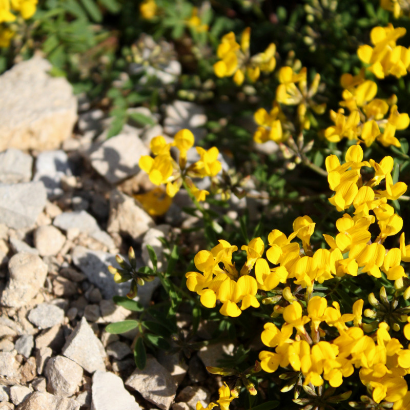 Hufeisenklee (Hippocrepis comosa)